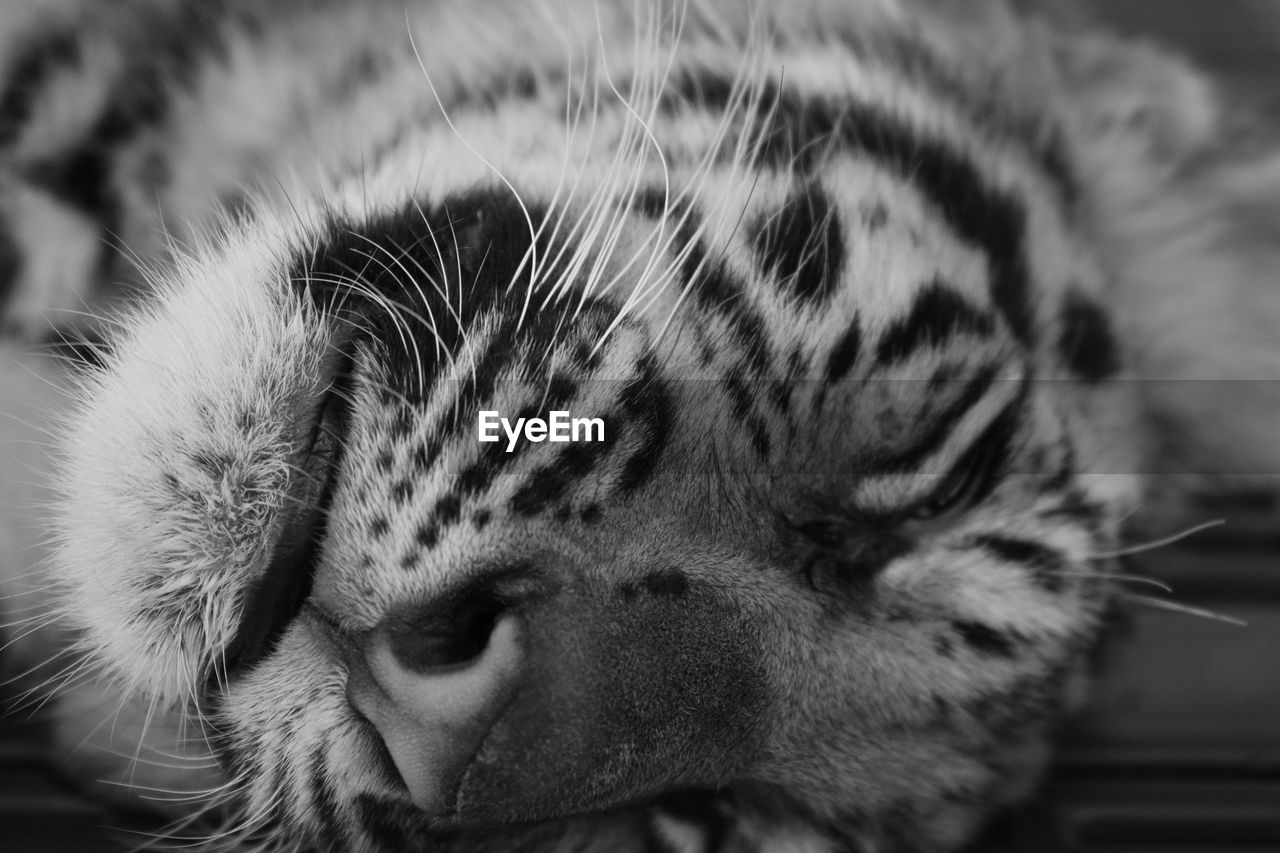 Close-up of tiger sleeping