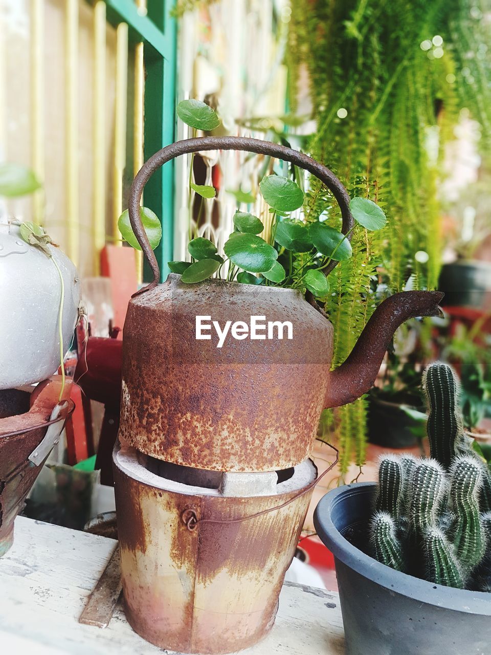 CLOSE-UP OF POTTED PLANT ON TABLE BY POT