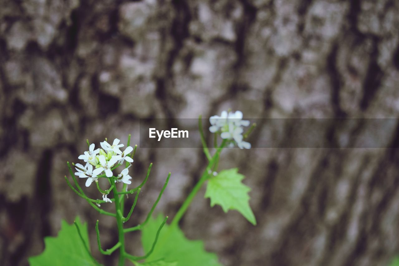 CLOSE-UP OF FLOWERING PLANT AGAINST TREE