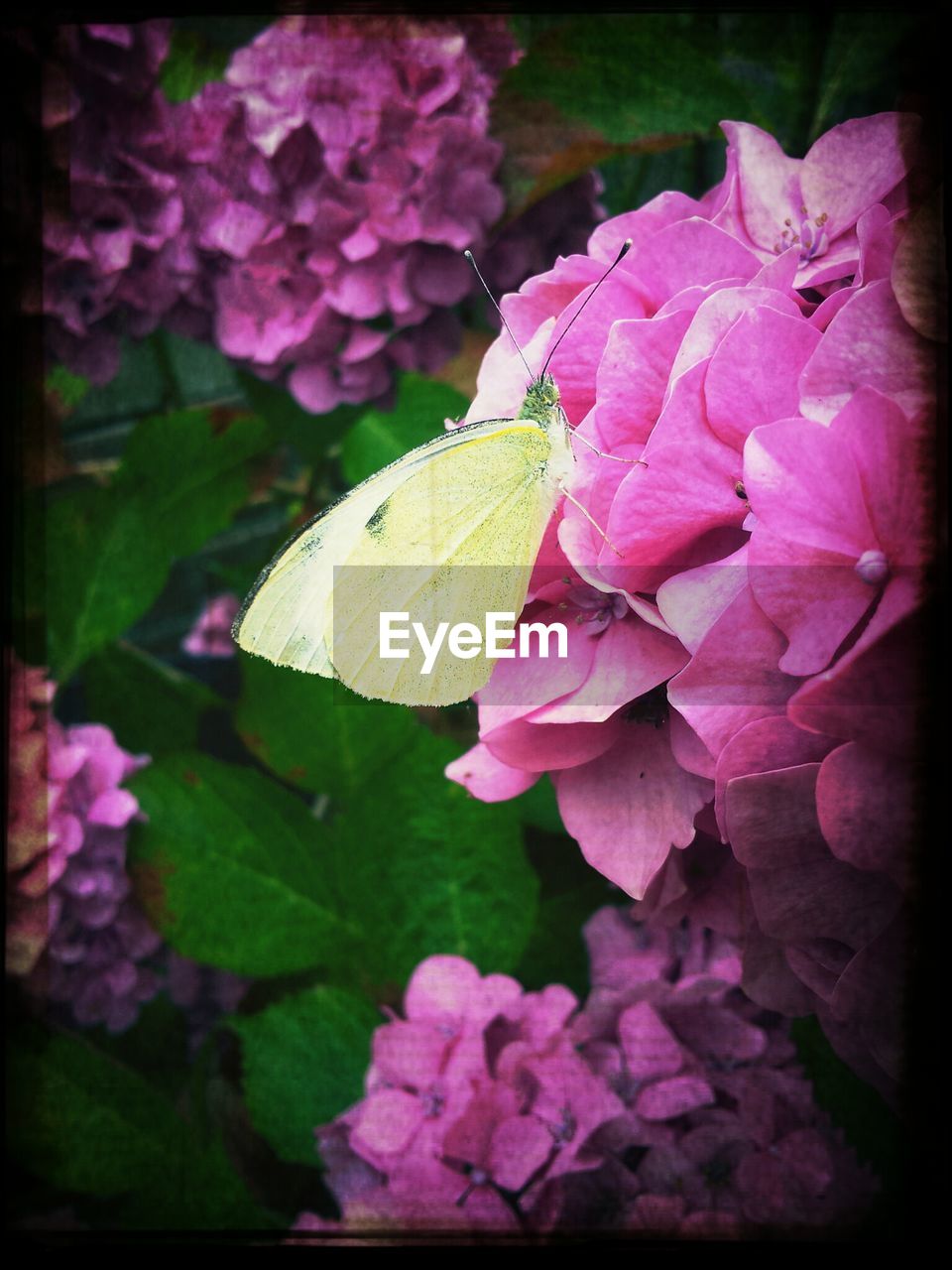 CLOSE-UP OF PINK FLOWERS BLOOMING