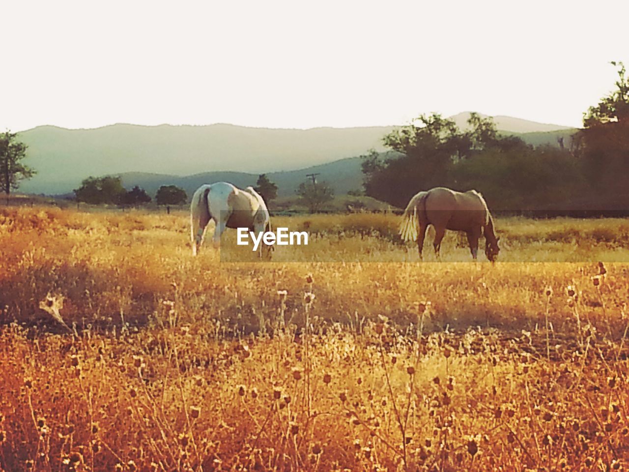 SHEEP GRAZING ON GRASSY FIELD