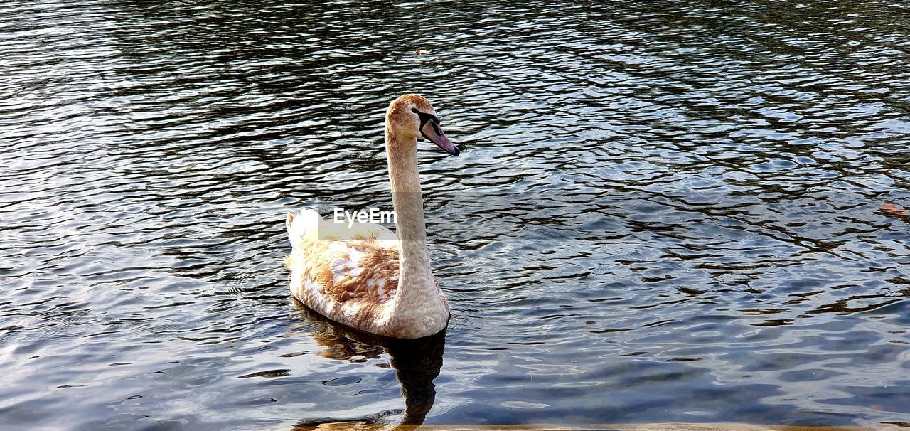 VIEW OF A SWAN IN LAKE