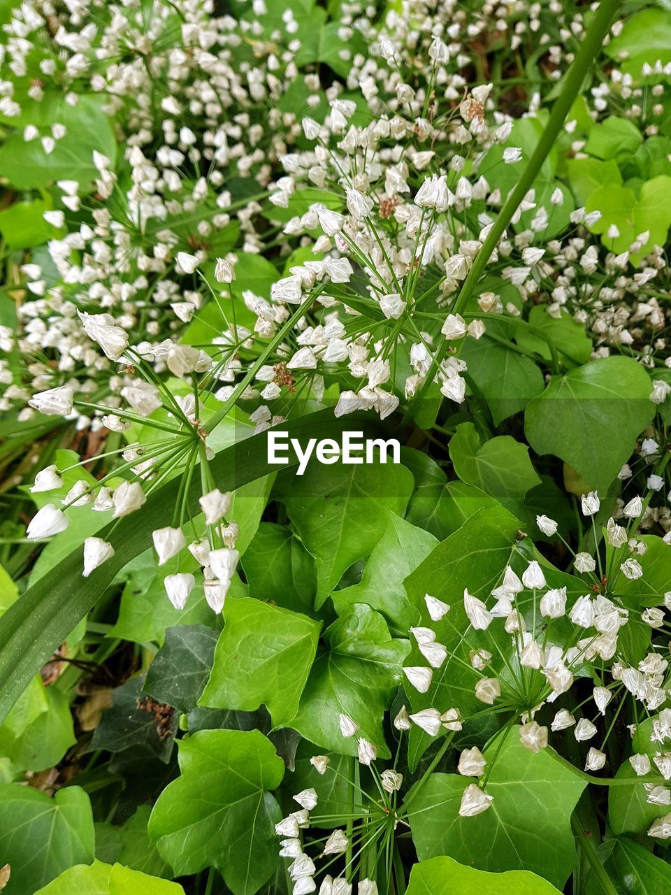 CLOSE-UP OF WHITE FLOWERING PLANT WITH LEAVES