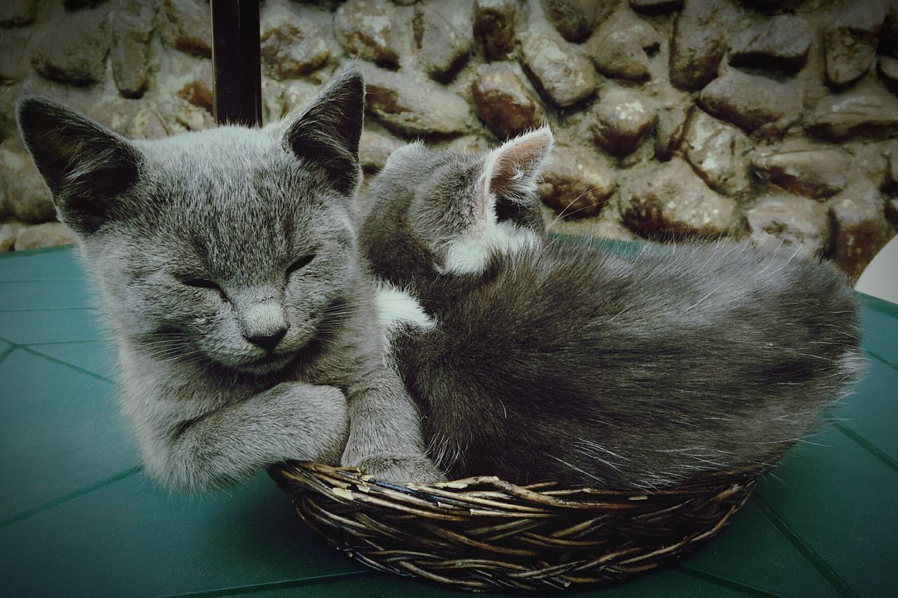 High angle view of cats sleeping in wicker basket on table