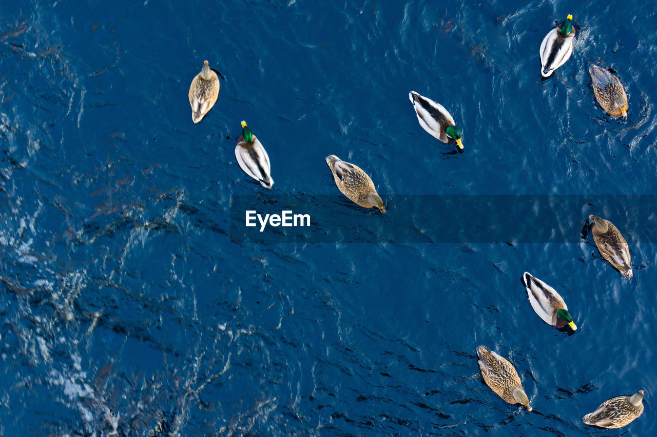 HIGH ANGLE VIEW OF DUCK SWIMMING IN LAKE