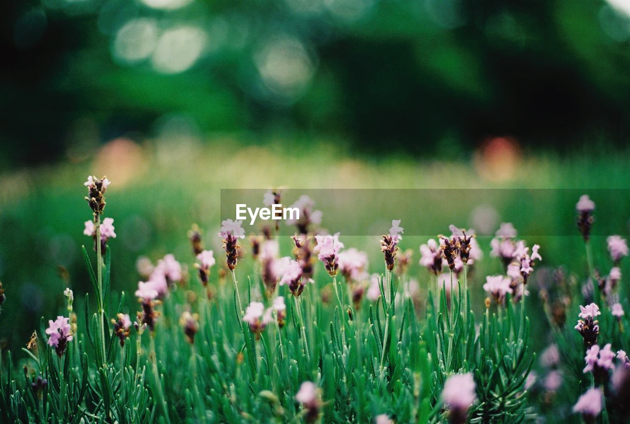 Flowers blooming at park