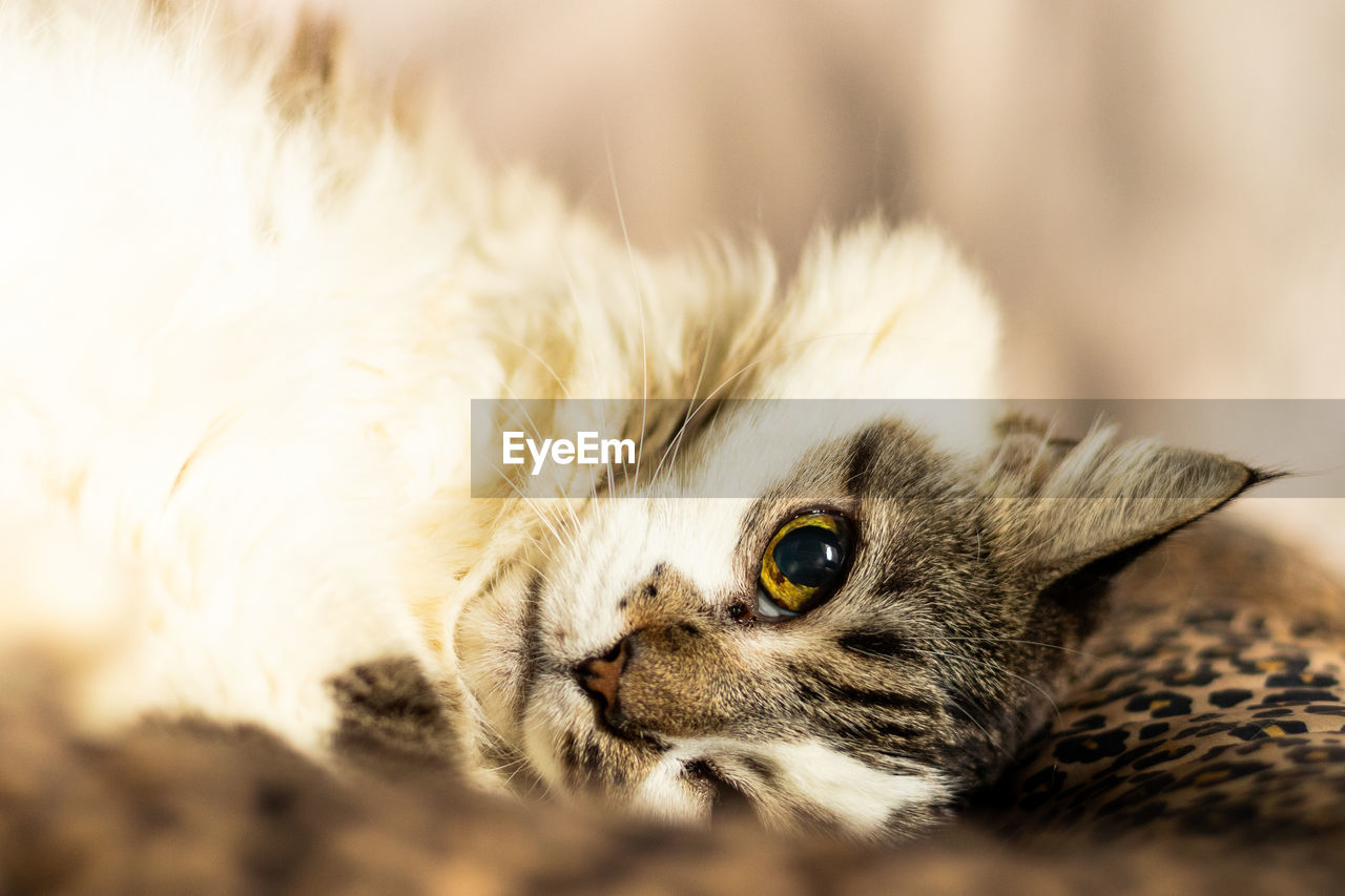 CLOSE-UP OF CAT LYING