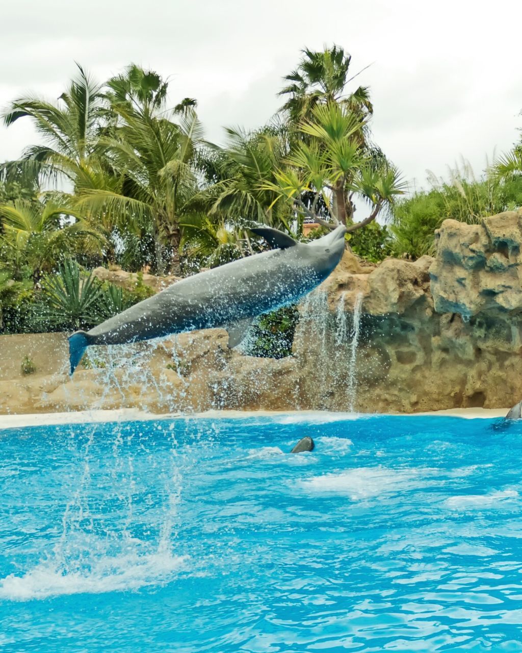 Dolphin in water against palm trees