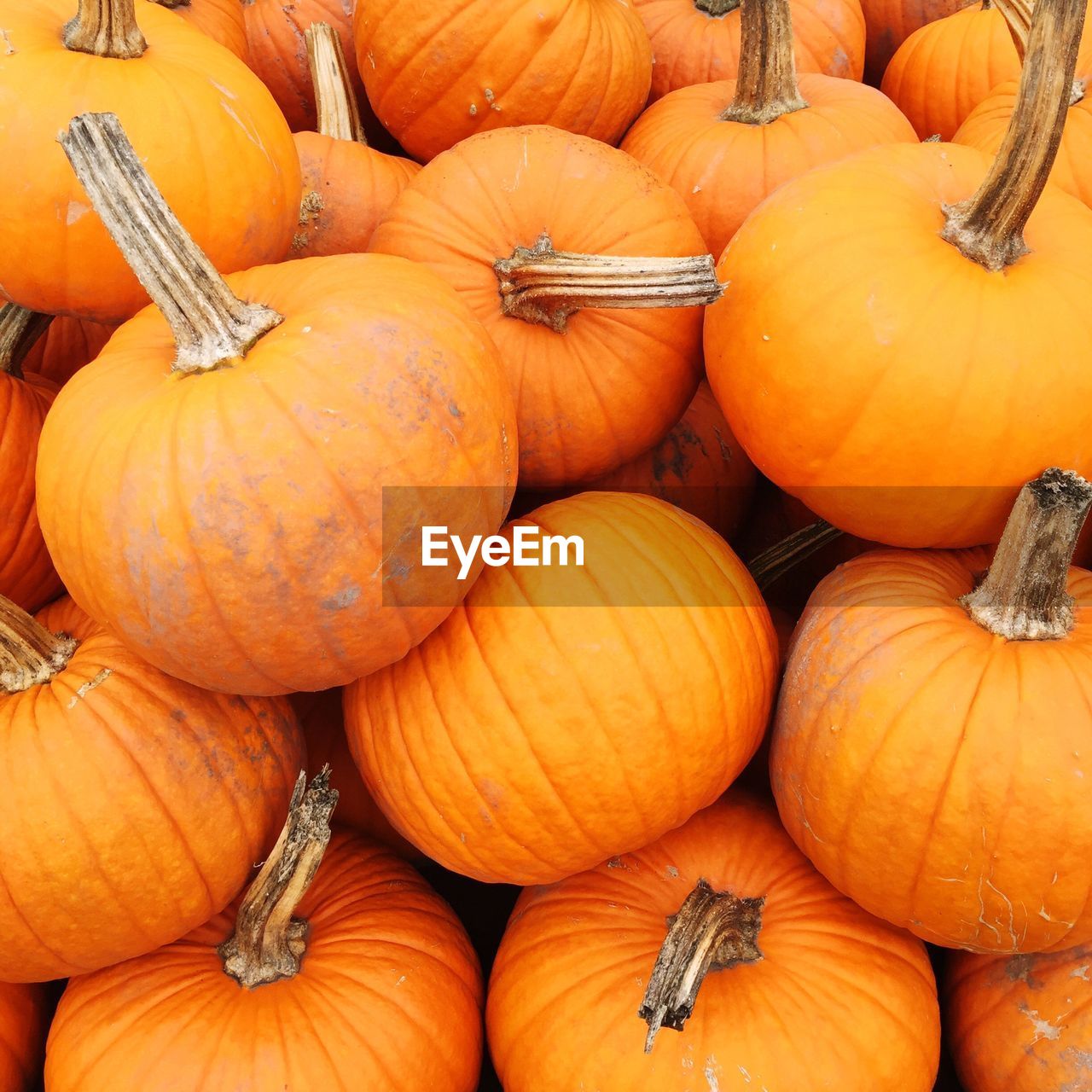 Full frame shot of pumpkins for sale