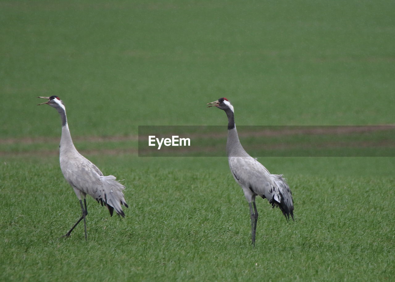 BIRDS ON A FIELD