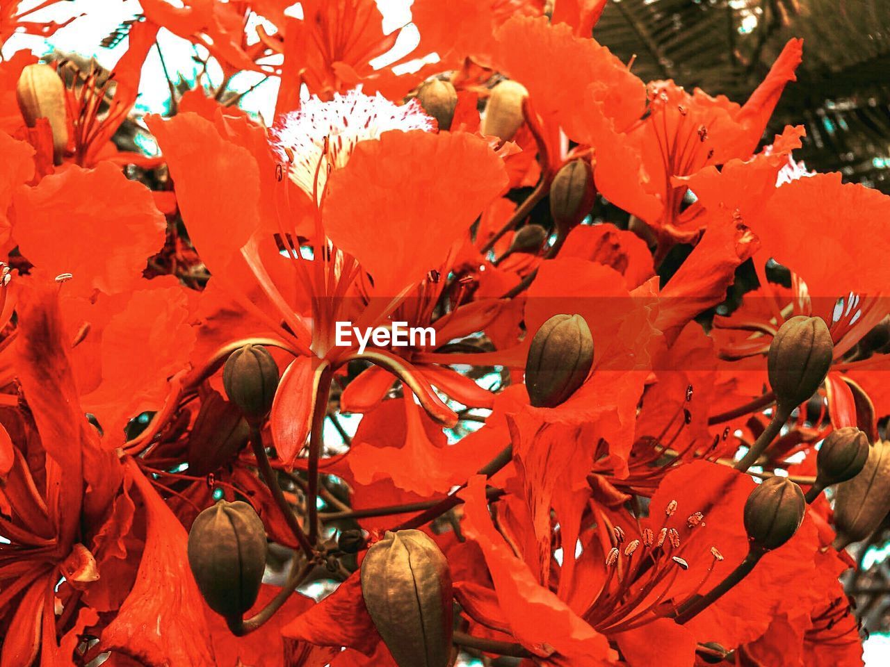 CLOSE-UP OF RED LEAVES