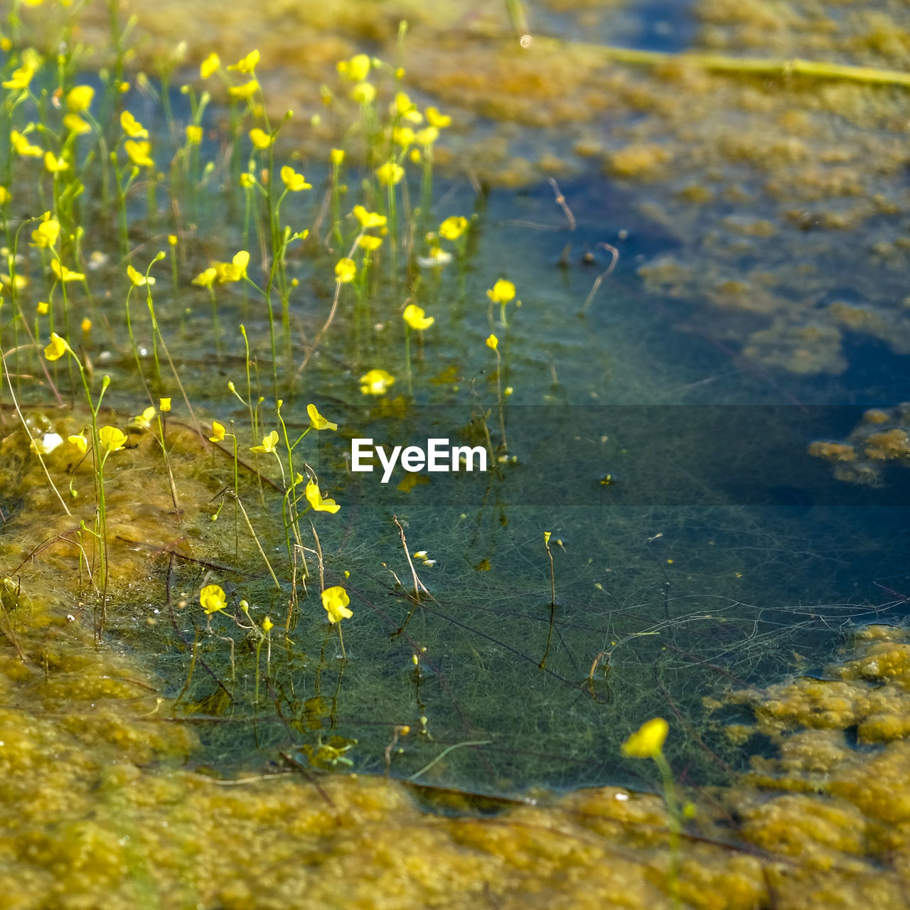 CLOSE-UP OF YELLOW FLOWERING PLANTS ON LAND