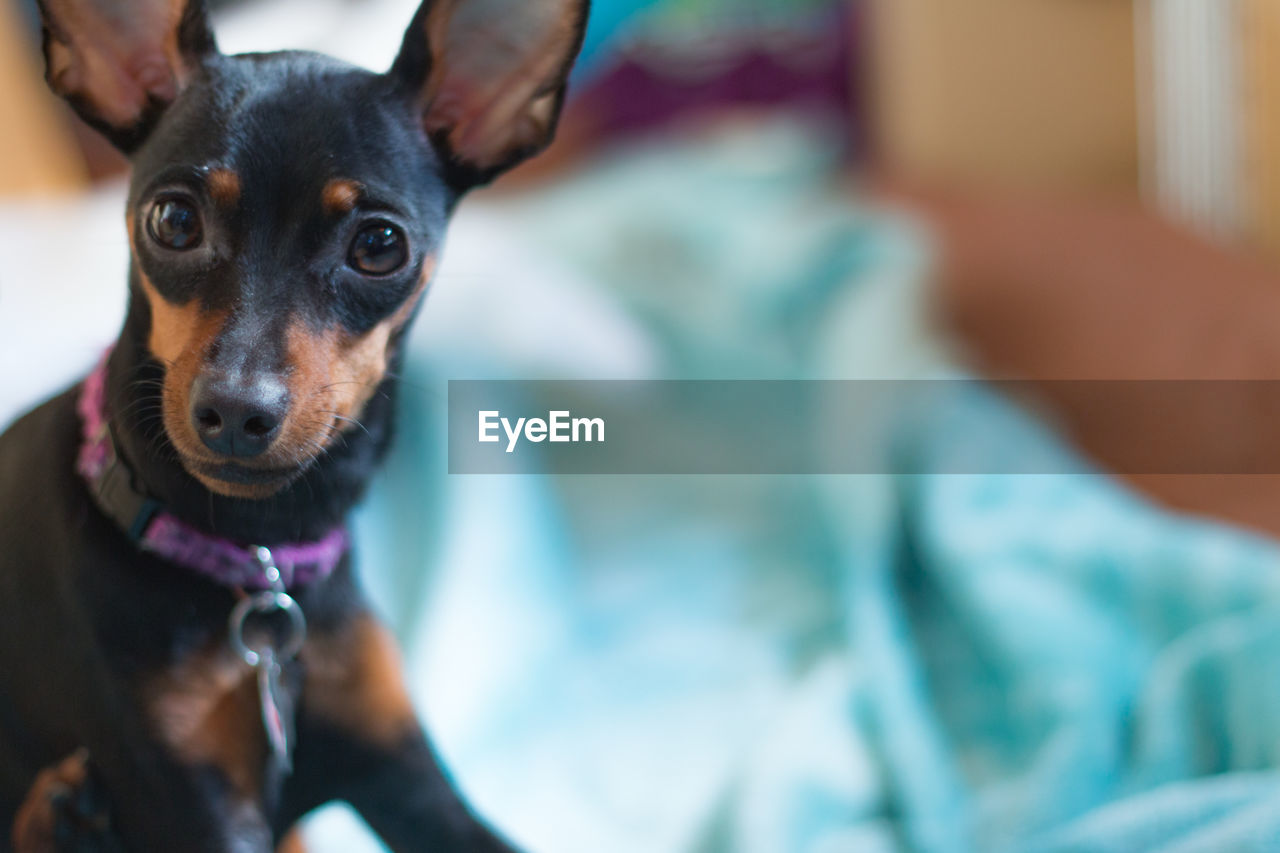 Close-up portrait of dog