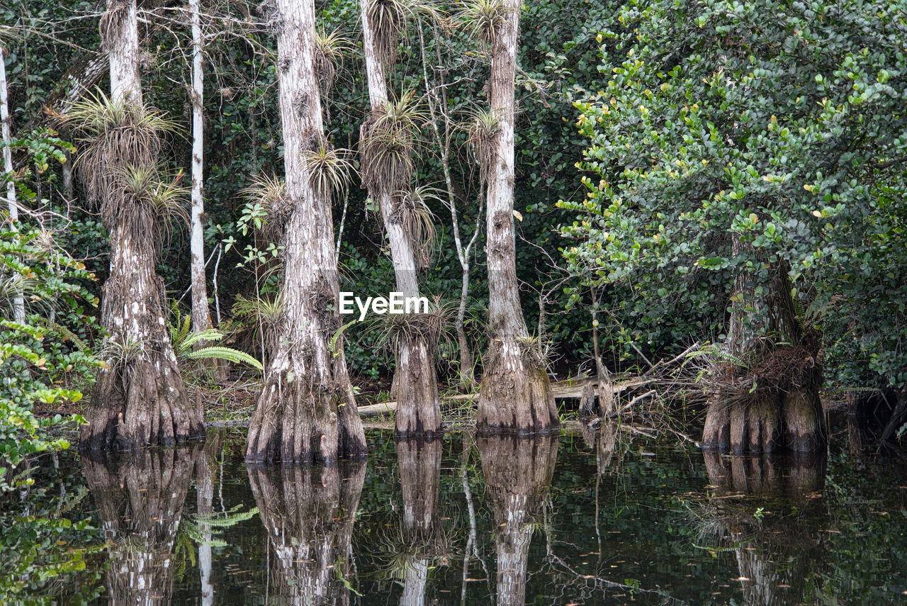 SCENIC VIEW OF FOREST