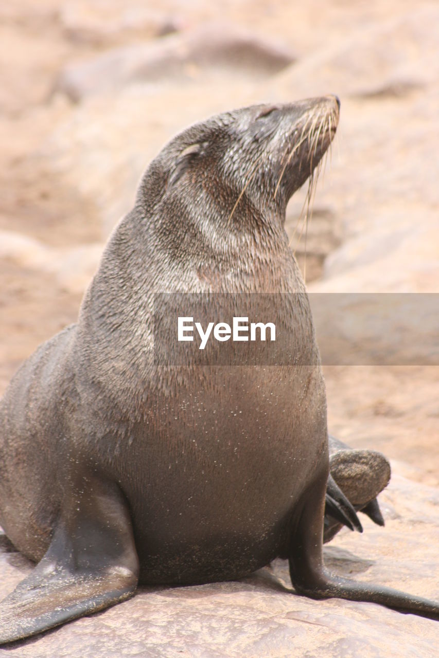 Closeup portrait of cape fur seal at cape cross seal colony along the skeleton coast of namibia.