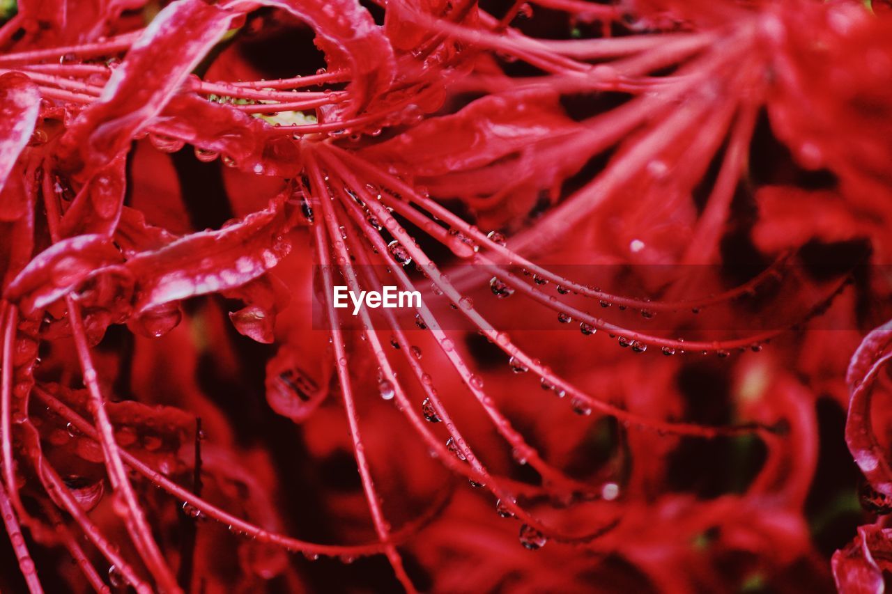 Full frame shot of water drops on red flower