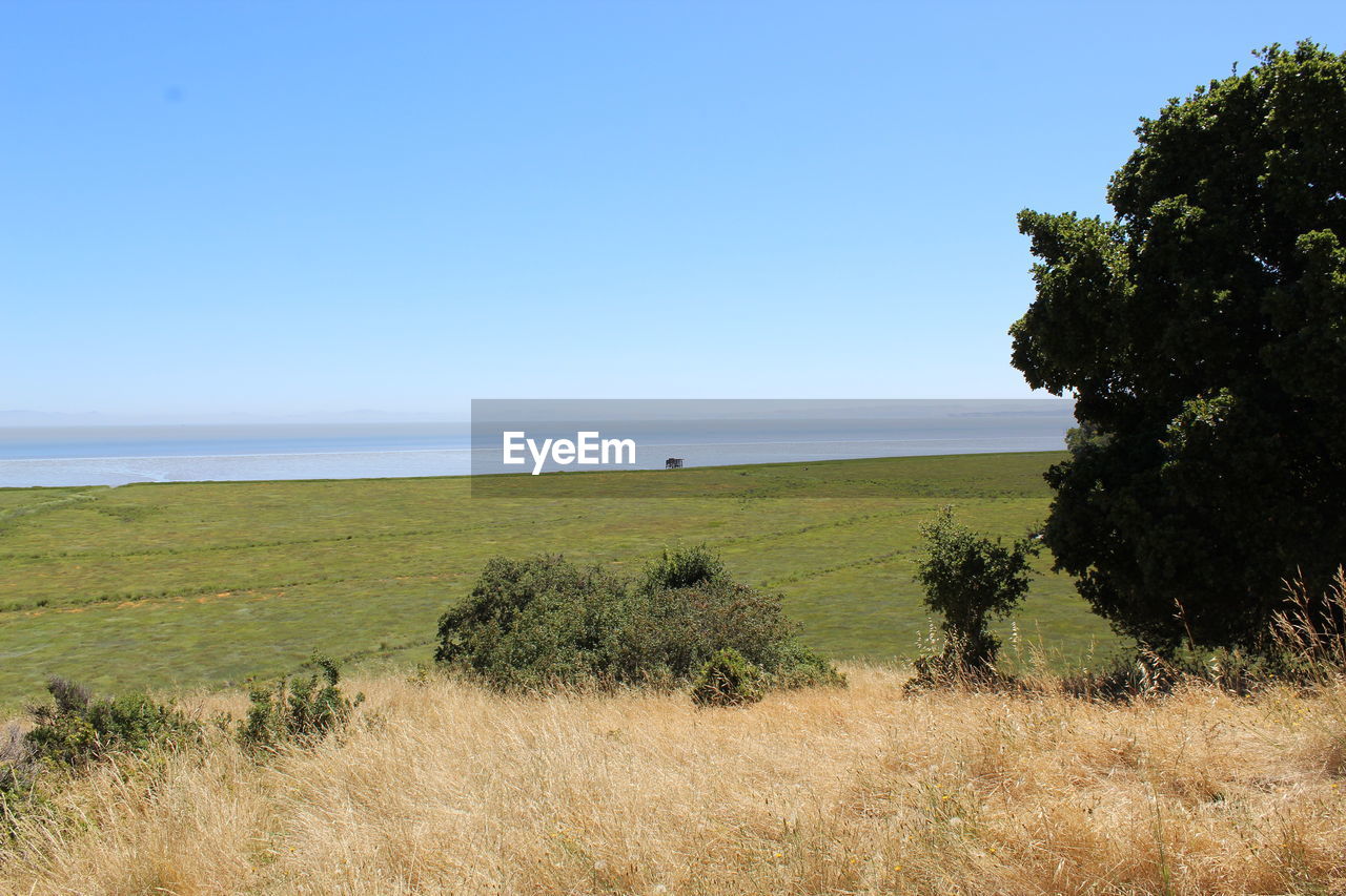 SCENIC VIEW OF BEACH AGAINST CLEAR SKY