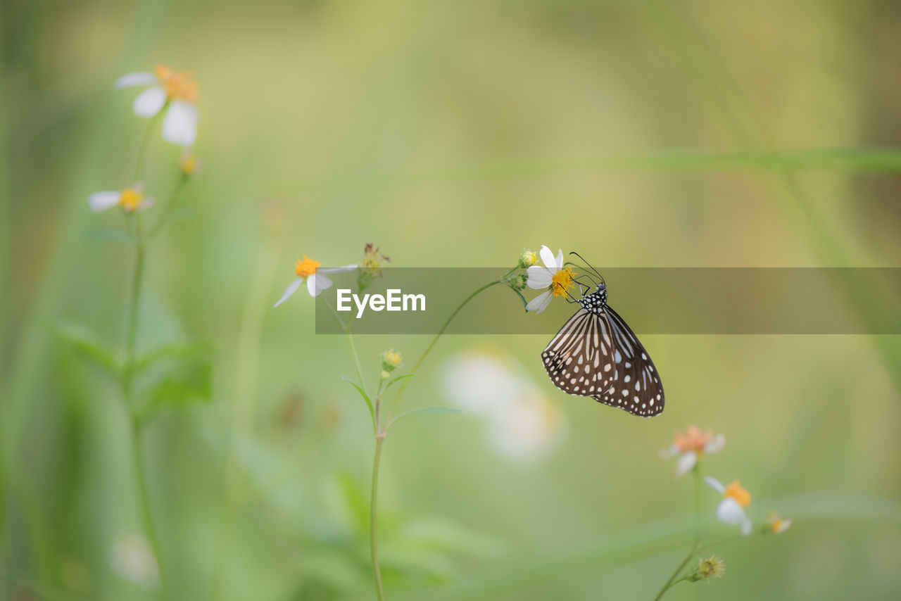 BUTTERFLY ON FLOWER