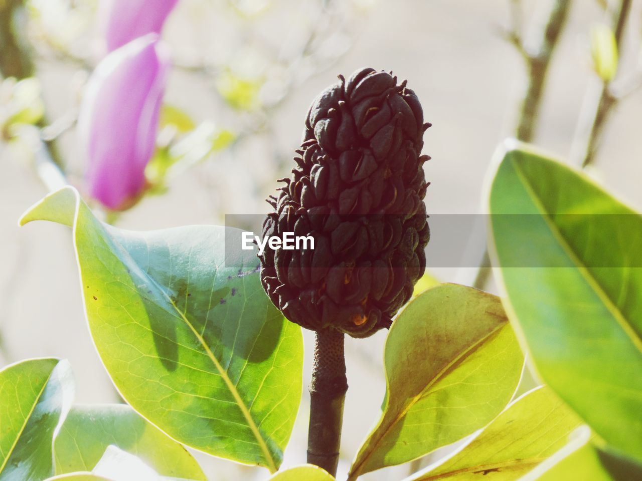 CLOSE-UP OF GREEN PLANT