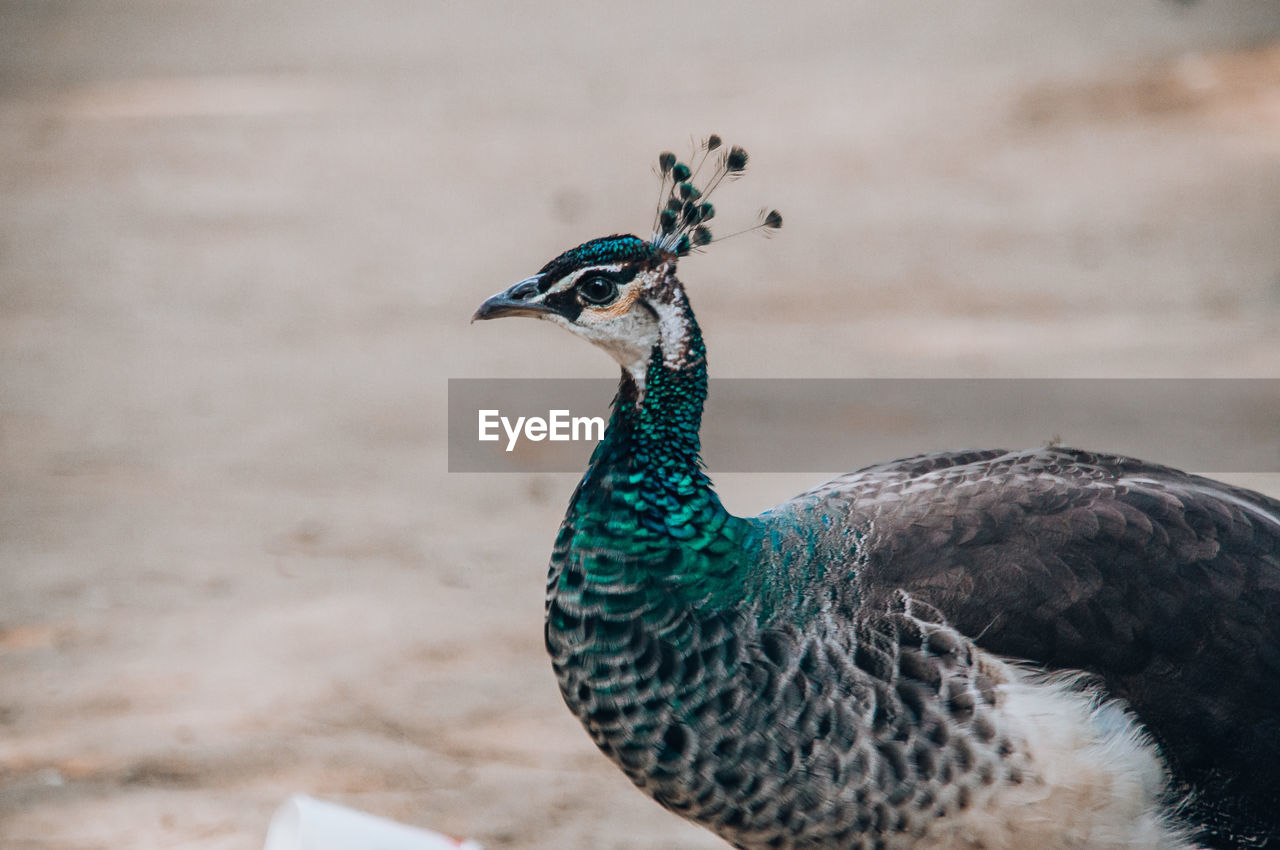 Close-up of peacock