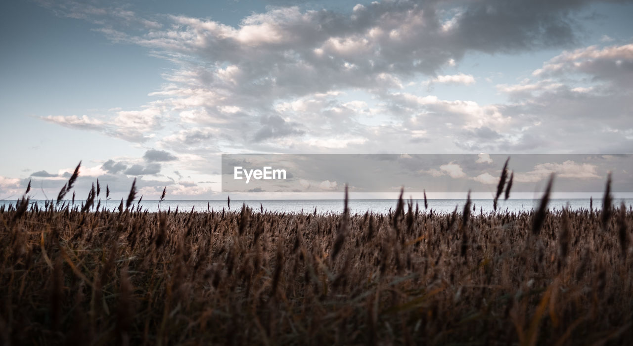 Plants growing on land against sky