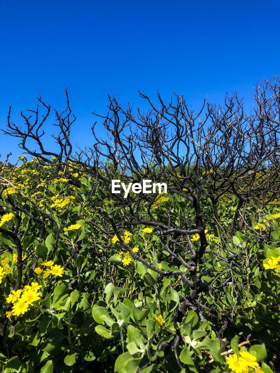 LOW ANGLE VIEW OF TREE AGAINST SKY