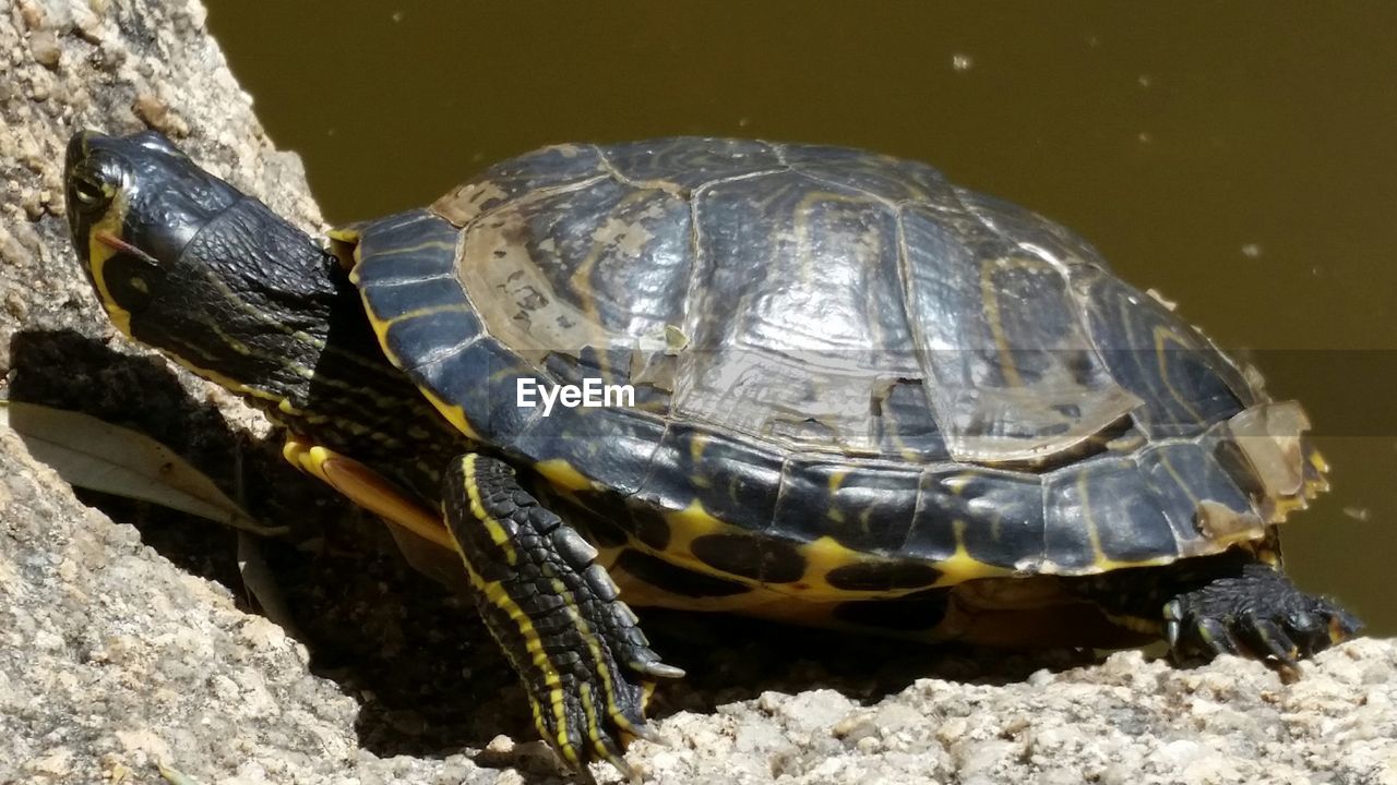 Close-up of turtle on rock by lake