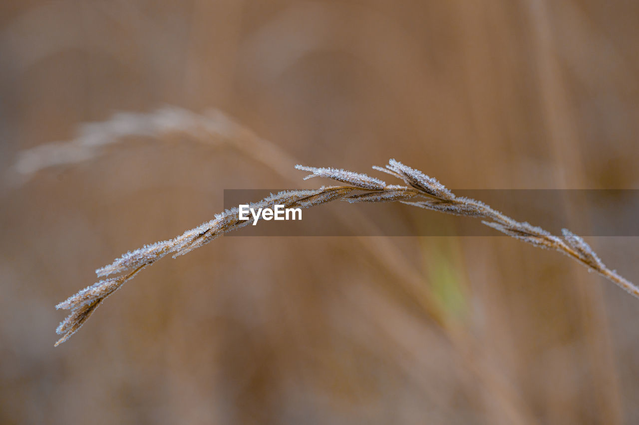 CLOSE-UP OF FROZEN PLANTS DURING WINTER