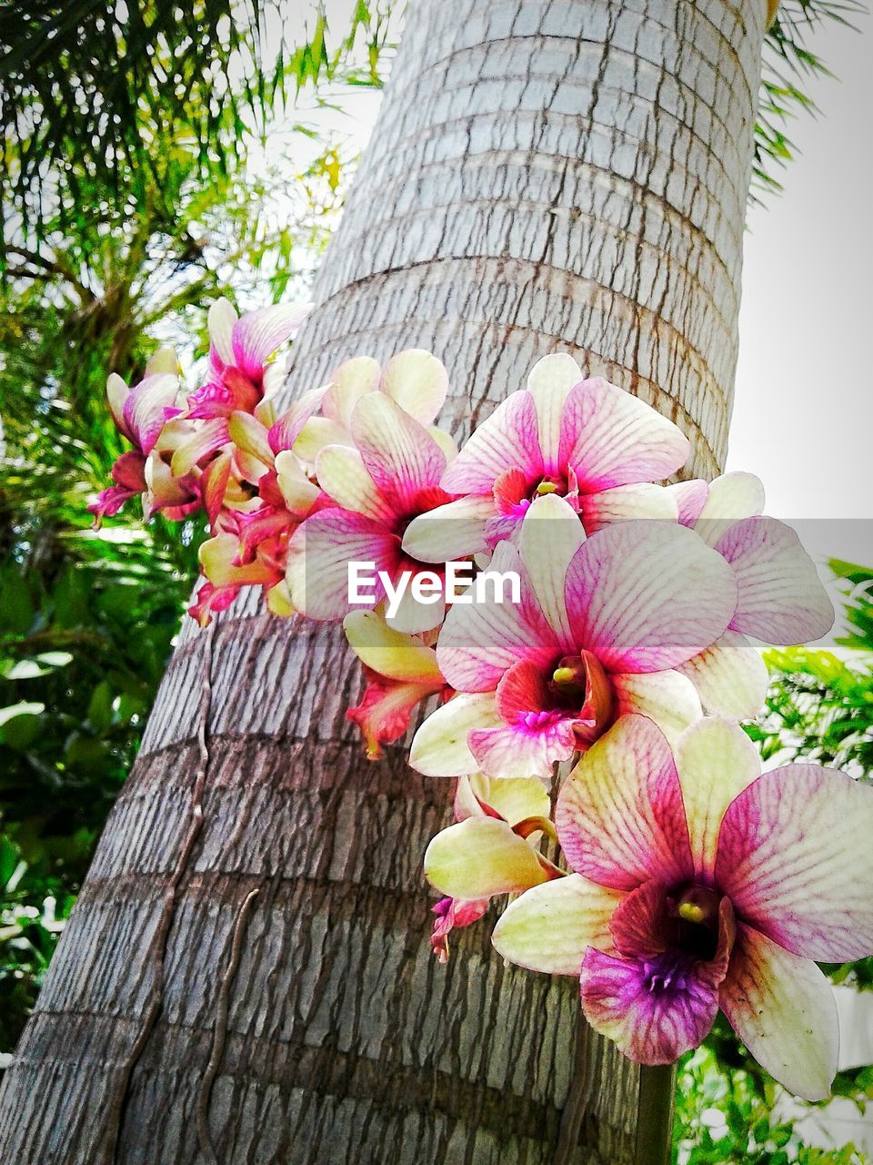 LOW ANGLE VIEW OF PINK FLOWERS BLOOMING AGAINST TREE