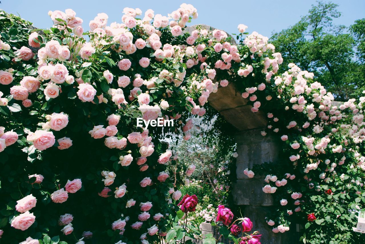 Low angle view of pink flowers blooming on tree