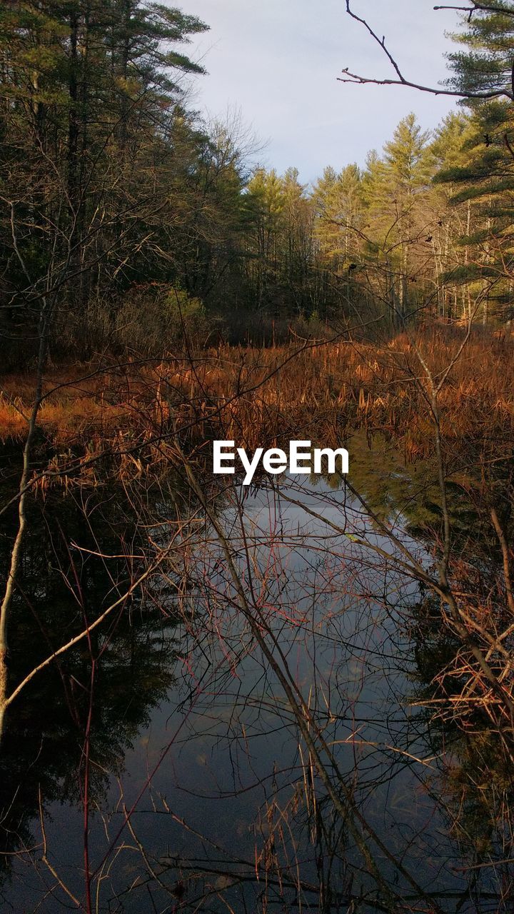 Scenic view of trees and swamp in forest