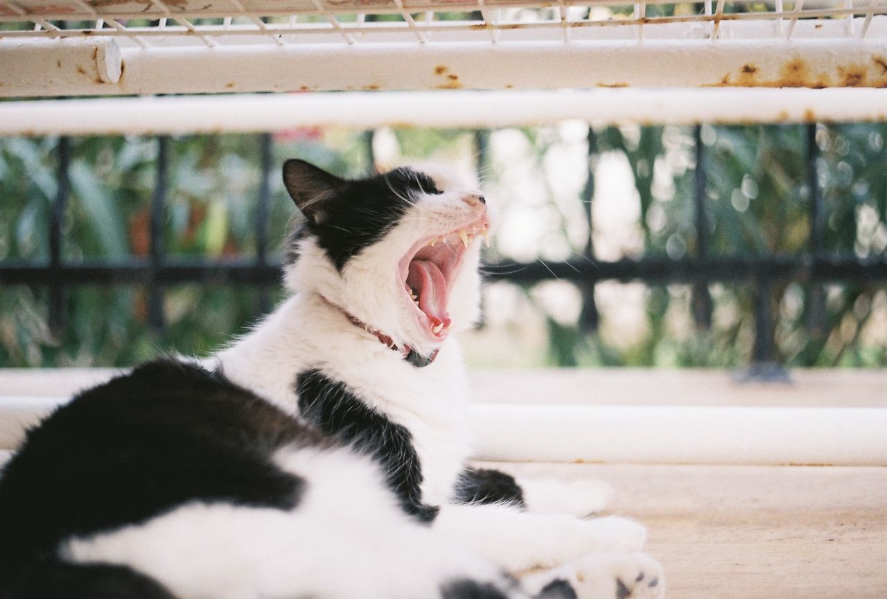 CLOSE-UP OF CAT YAWNING ON CARPET