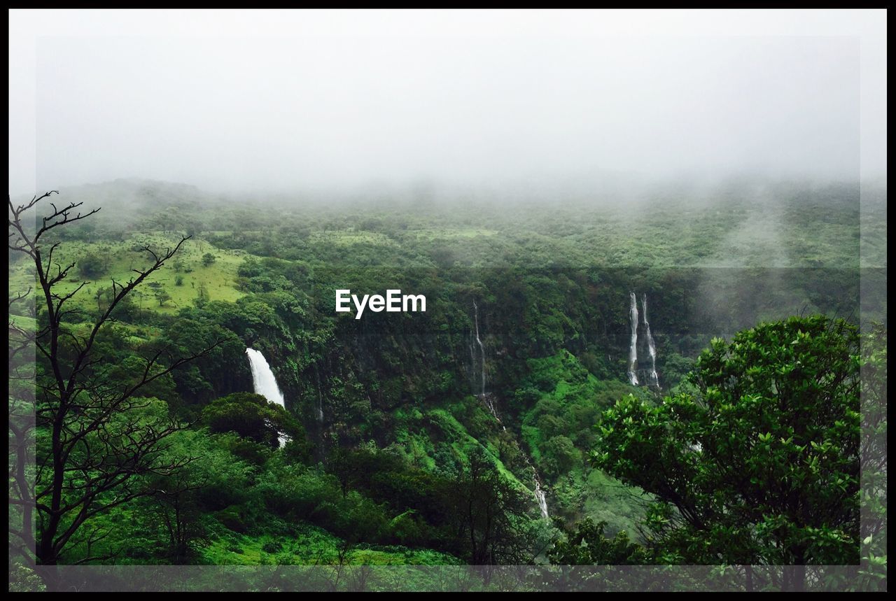 VIEW OF TREES IN FOGGY WEATHER