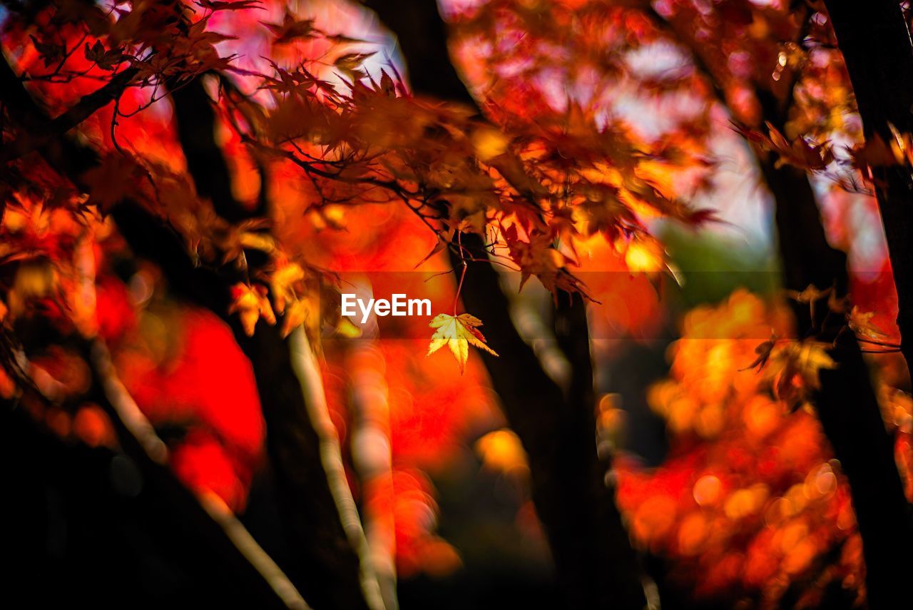 Close-up of maple tree during autumn