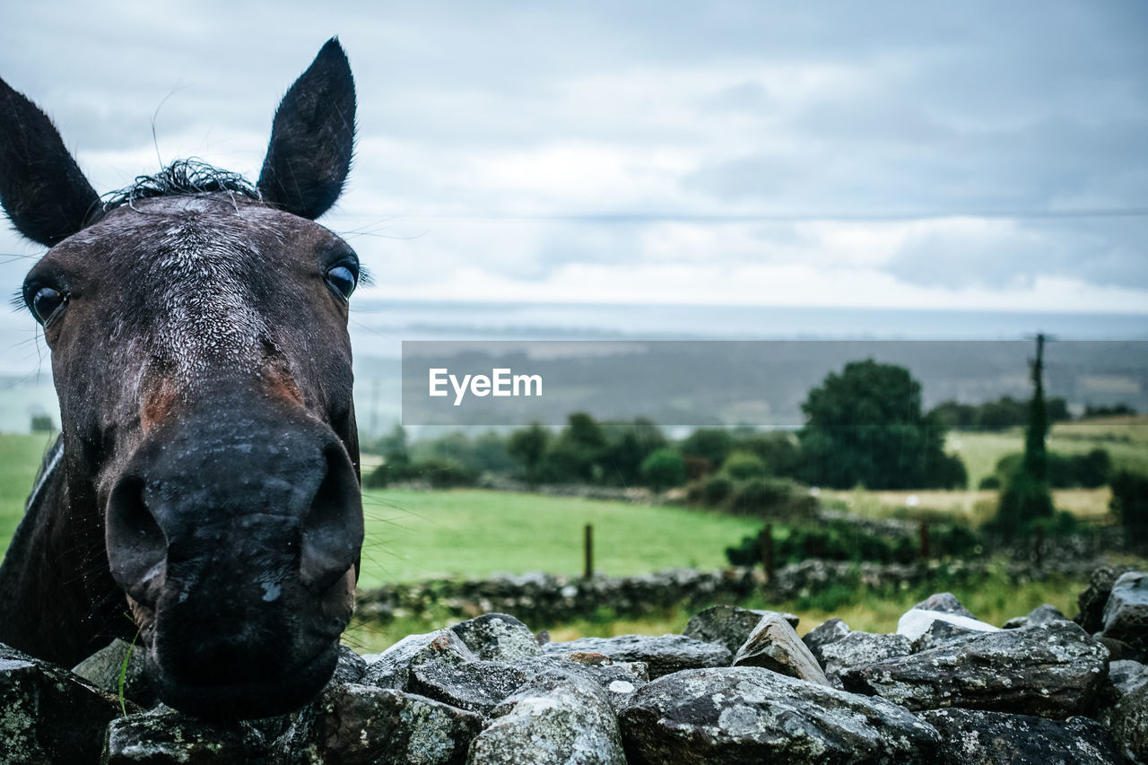 Close-up portrait of horse against sky