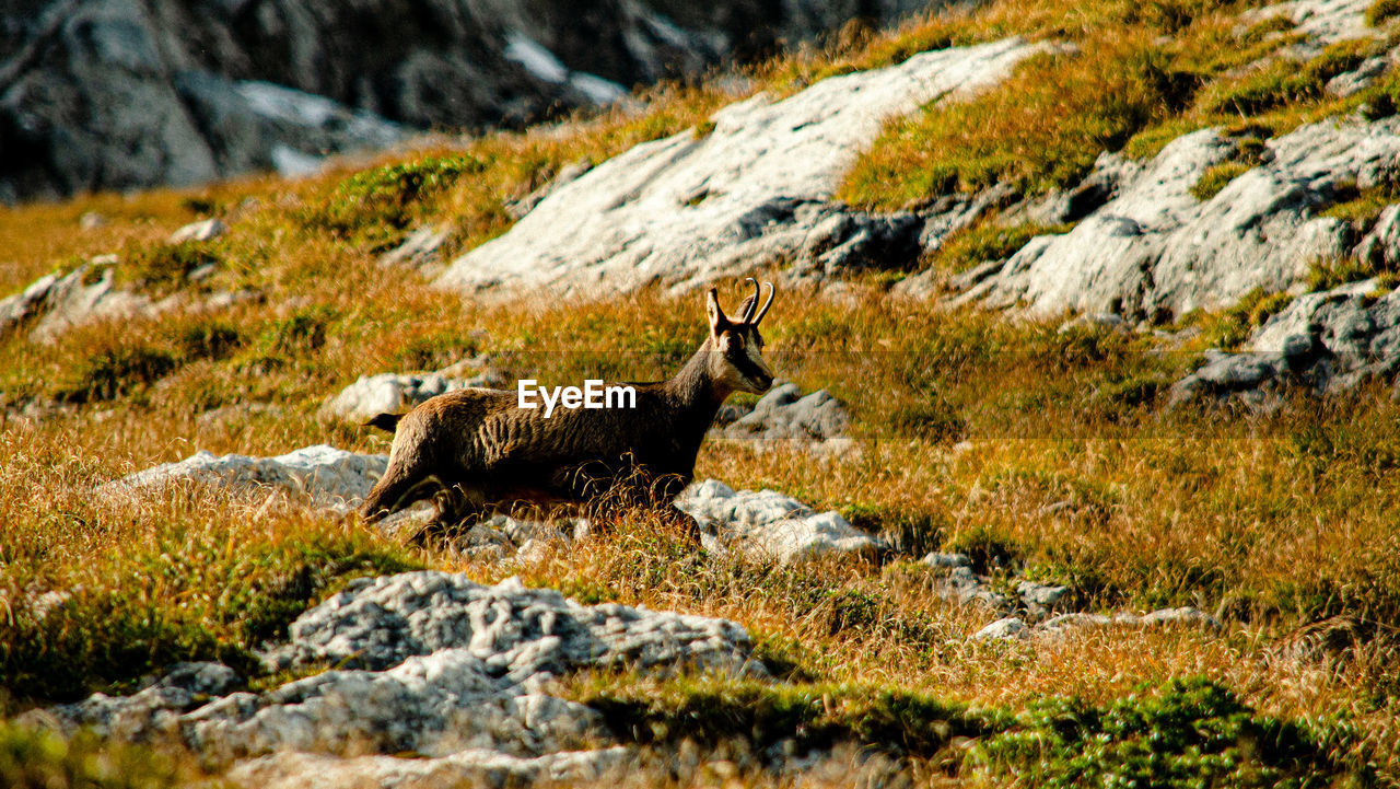 SIDE VIEW OF ANIMALS ON ROCK