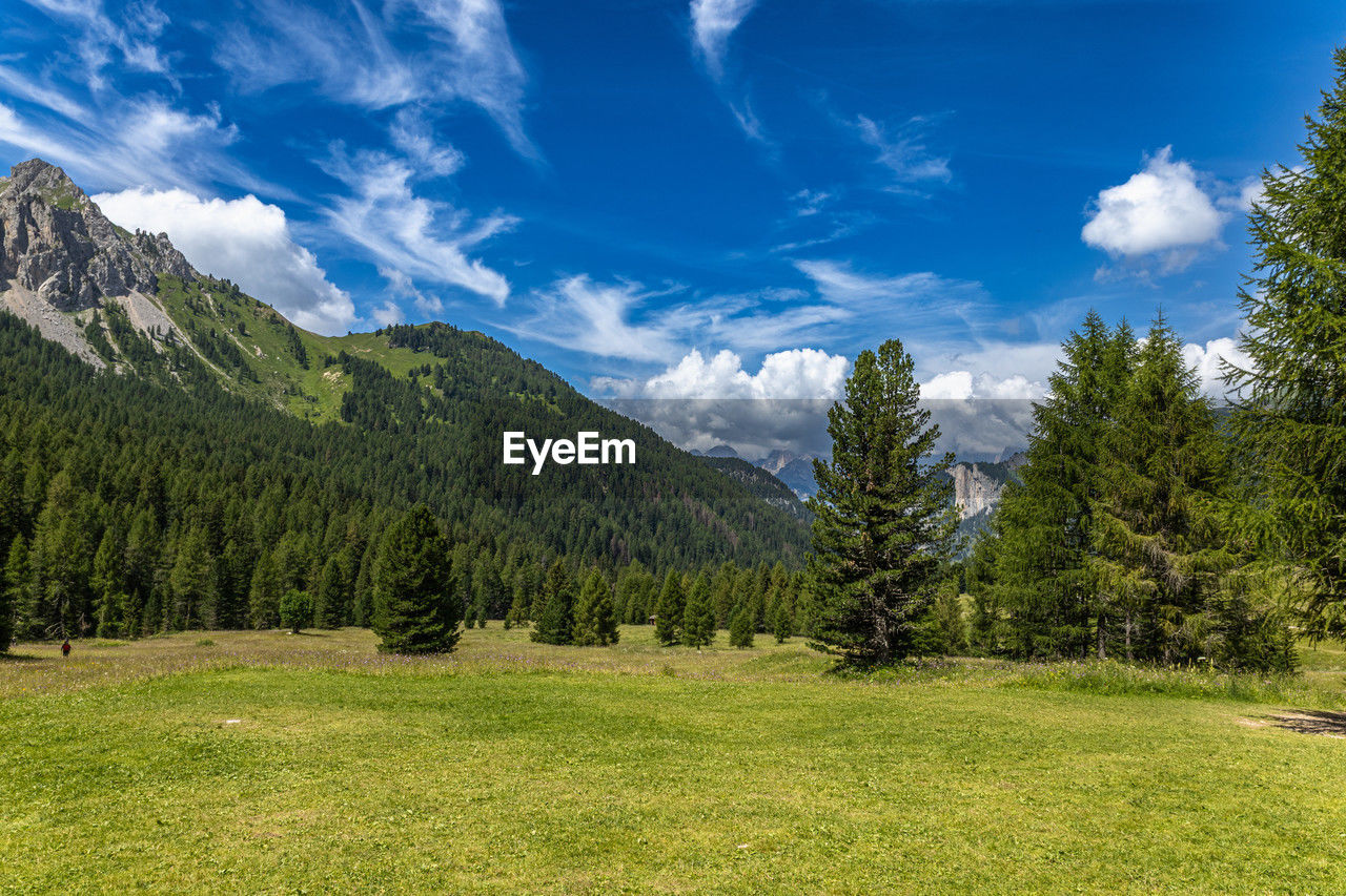 plant, meadow, sky, tree, scenics - nature, environment, landscape, mountain, beauty in nature, cloud, pine tree, land, coniferous tree, pinaceae, mountain range, pine woodland, nature, forest, wilderness, grass, green, grassland, blue, no people, natural environment, non-urban scene, tranquil scene, tranquility, travel destinations, summer, travel, plain, woodland, plateau, field, outdoors, pasture, idyllic, mountain peak, ridge, sunlight, valley, day, tourism, activity, environmental conservation, lake, springtime