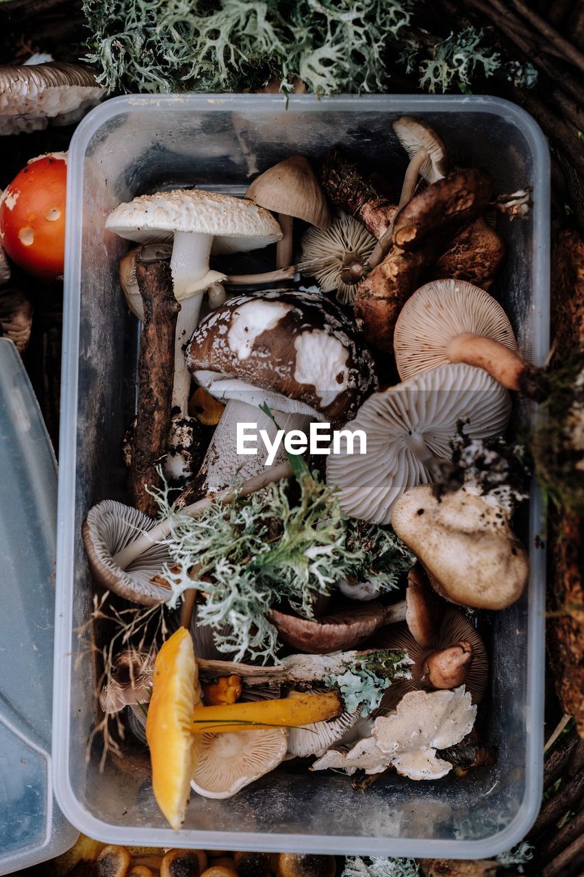 High angle view of mushrooms in container