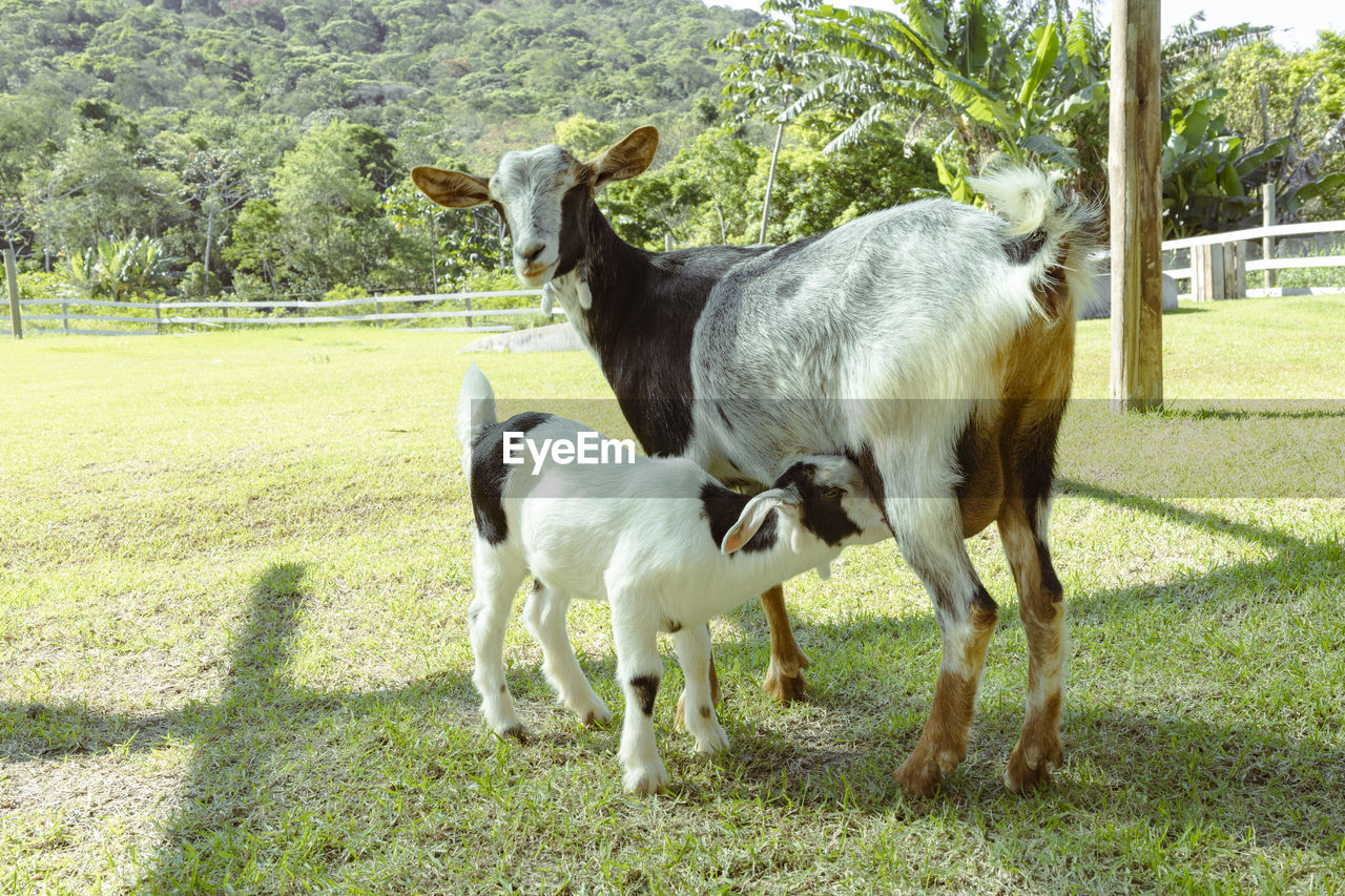 goats standing on grassy field