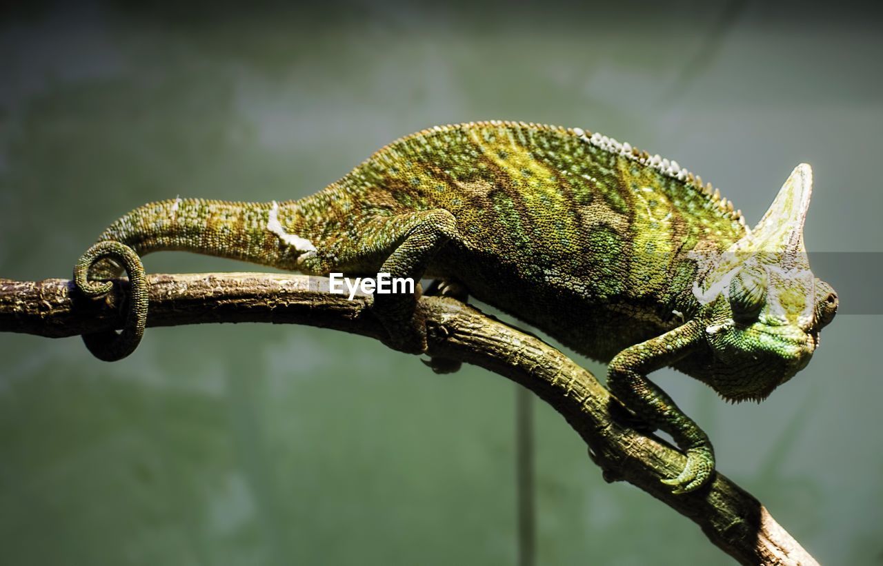 Close-up of chameleon