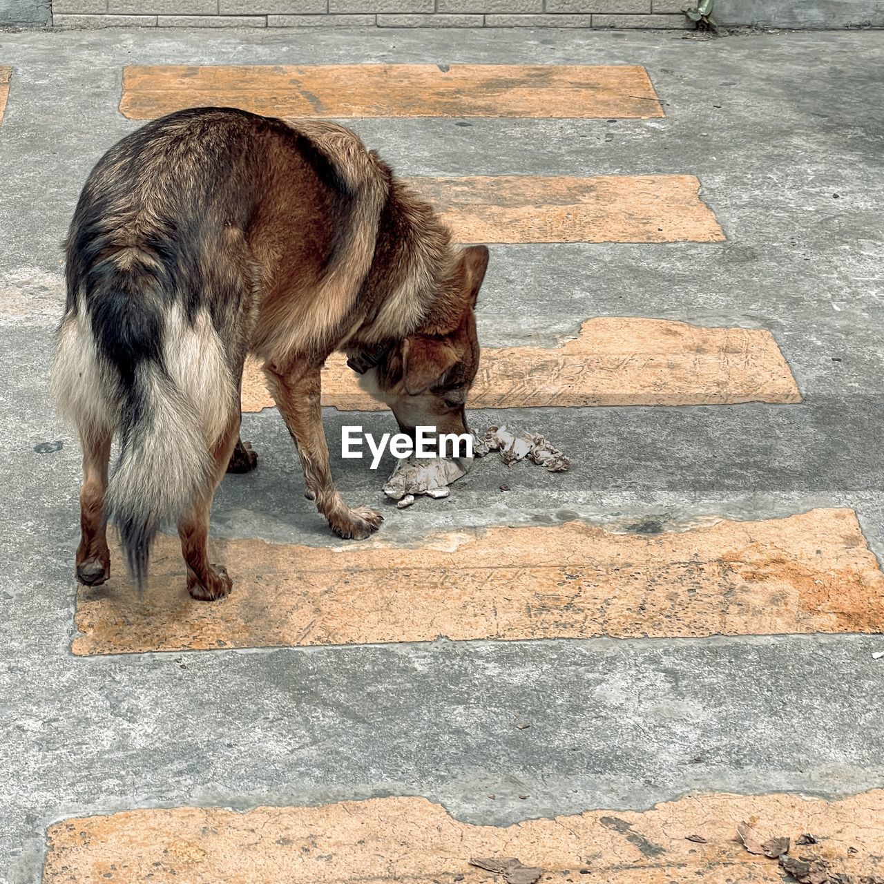 HIGH ANGLE VIEW OF CAT STANDING ON FLOOR