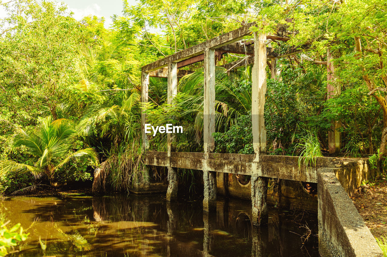 River old building with beautiful greens and trees in the natural reserve from puerto rico humacao.