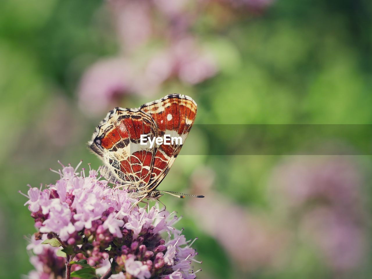 Close-up of butterfly on pink flower