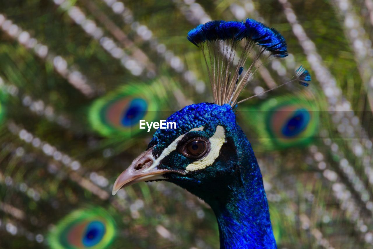 Close-up of a peacock