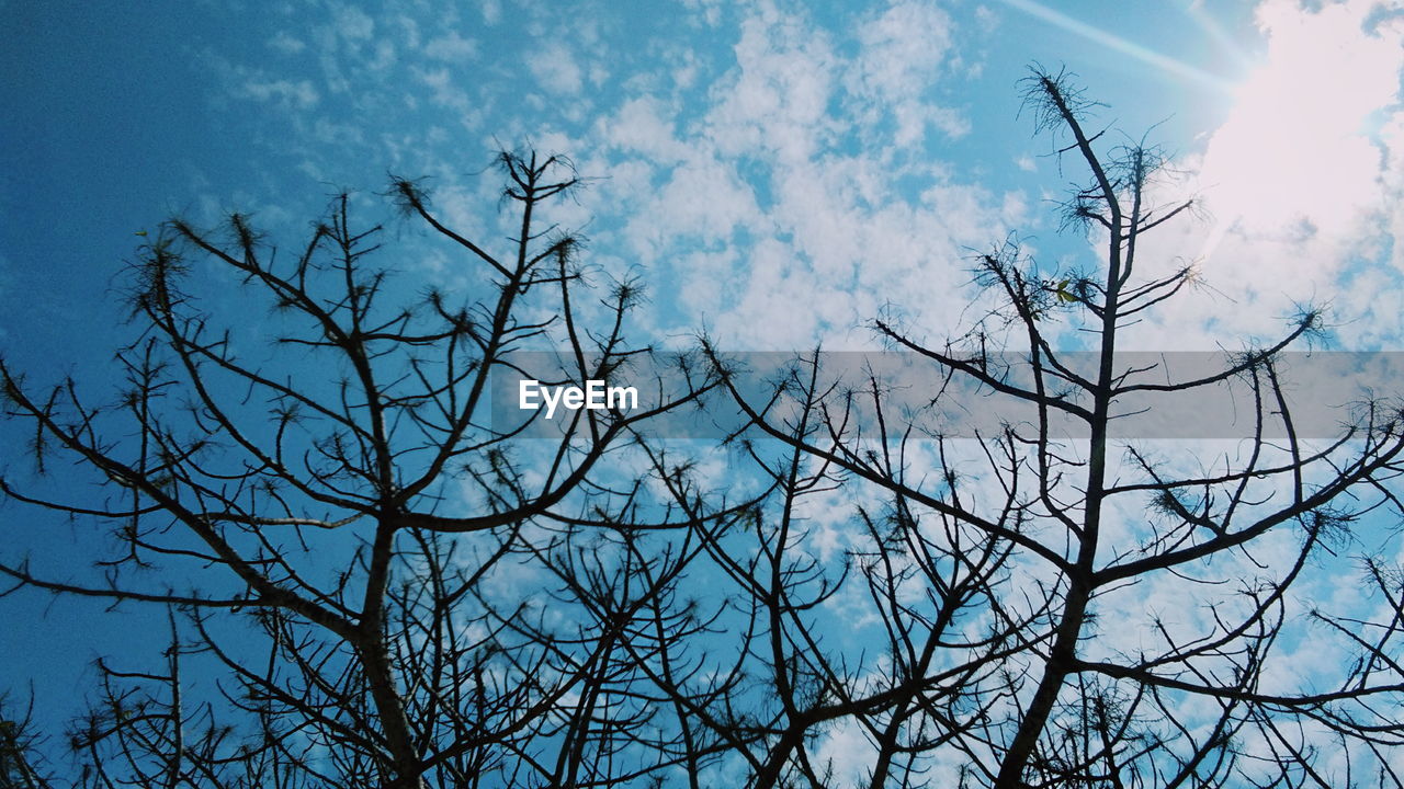 LOW ANGLE VIEW OF SILHOUETTE BARE TREE AGAINST SKY