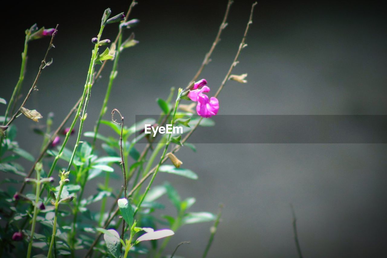 CLOSE-UP OF PINK FLOWERS BLOOMING