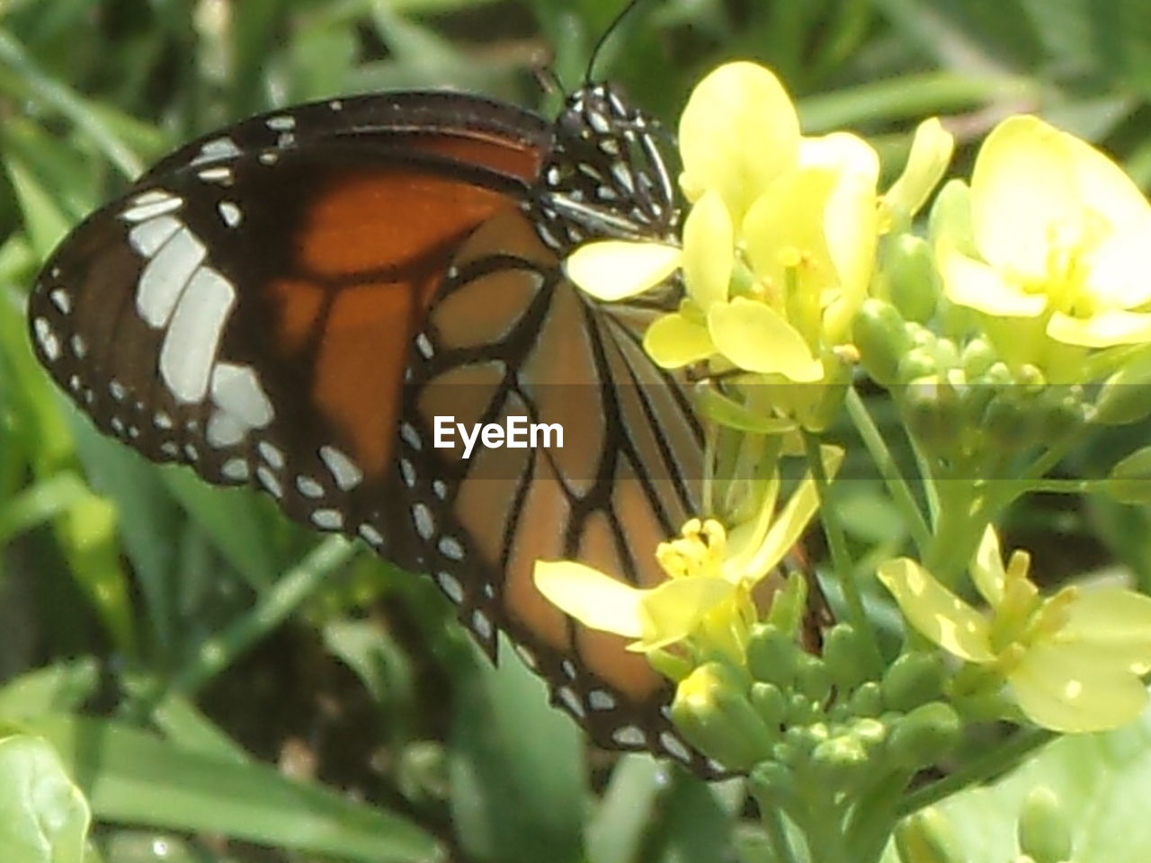 CLOSE-UP OF BUTTERFLY POLLINATING ON YELLOW FLOWERS