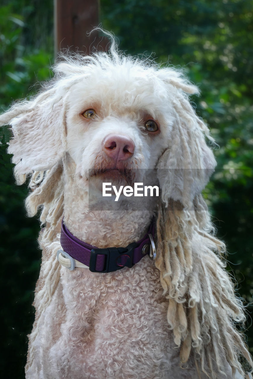 Portrait of a white spanish waterdog with cute hairstyle