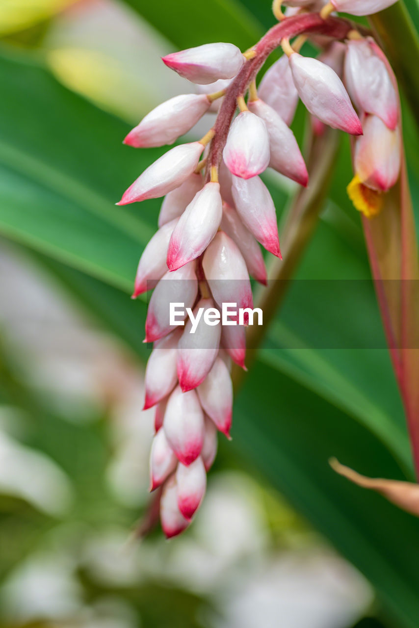 Shell ginger flower buds ready to bloom in spring