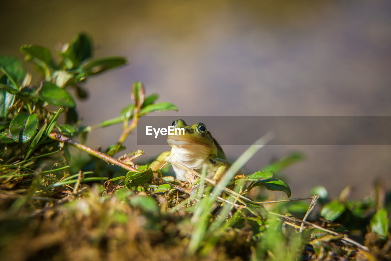 A beautiful common green water frog enjoying sunbathing in a natural habitat at the forest pond. 